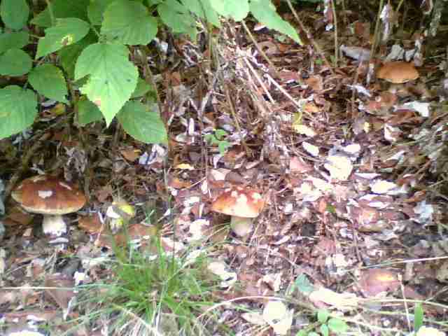  Image name: 292 Porcino.jpg 
 width: 640 pixel 
 height: 480 pixel 
 Size: 32840 bytes 
 Click to enlarge 